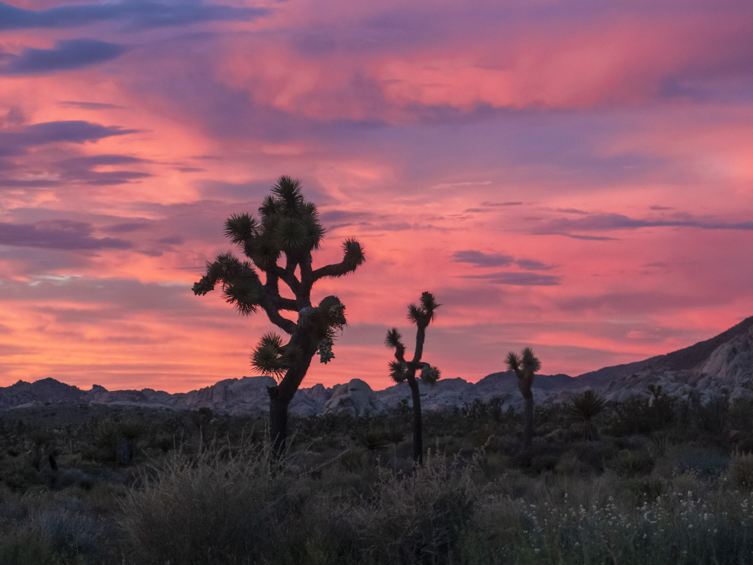 three joshua trees at sunset